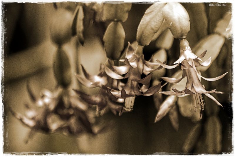 Profundidad de campo escalonada en sepia.jpg